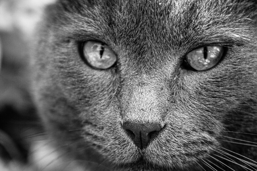 Animaux : leur incroyable don que la science ne comprend pas encore