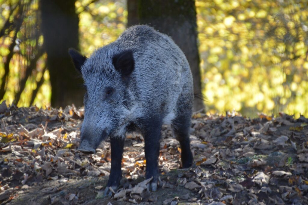 Une retraitée transforme un héritage en forêt pour la Normandie