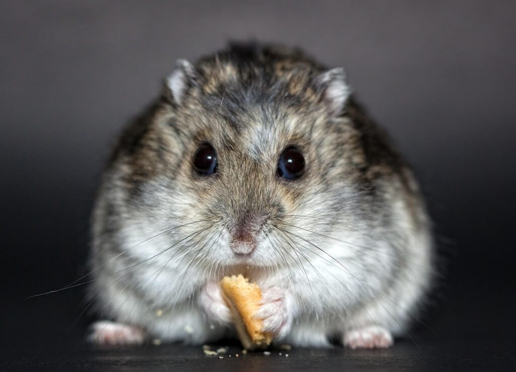 Le grand hamster d'Alsace : un miracle écologique