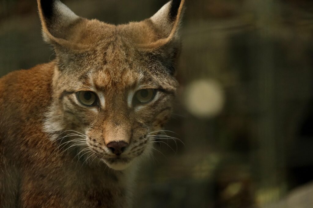 Le lynx boréal : une famille mystérieuse dévoilée en France